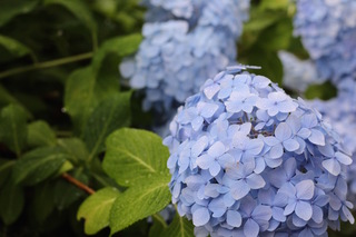 紫陽花.jpg